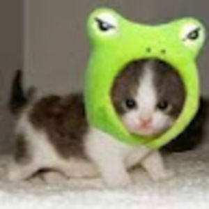Meet your Posher, Sanae